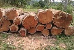 Bán công ty gỗ và thép doanh thu gần 70 tỷ/ năm lợi nhuận lãi cao, sâu năm, sạch